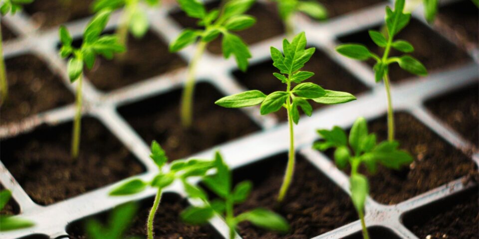 Delicate seedlings in planters
