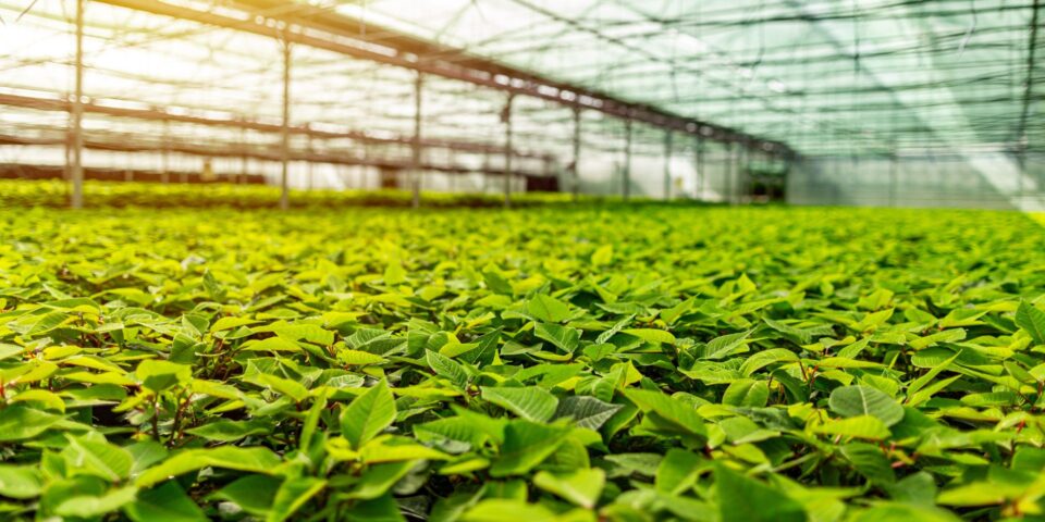 Live plants growing in a greenhouse